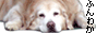ふんわか